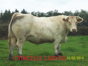 ETINCELLE (2)3